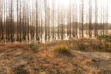 Dead trees reflected in swamp water