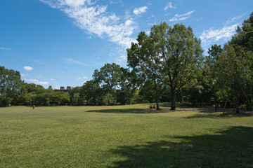 Park with full of green in Summer time
