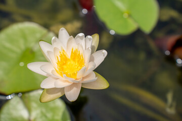 Lovely flowers. commonly called water lily or water lily among green leaves and blue water. beautiful Lotus flowers