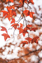 maple leaf red autumn sunset tree blurred background