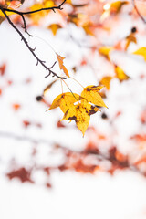 maple leaf red autumn sunset tree blurred background