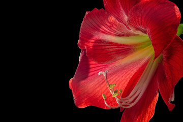 Vibrant red amaryllis flower on black background, showcasing delicate beauty in nature.