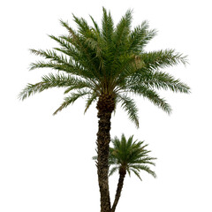 Fototapeta na wymiar palm tree isolated on white PNG/ Transparent