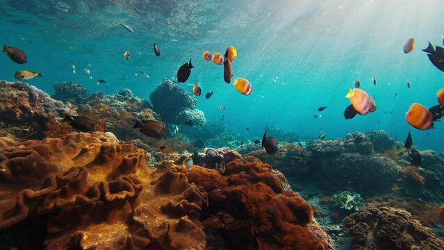 Healthy coral reef of Nusa Penida island, Bali, Indonesia