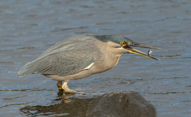 Striated Heron(Butorides striatus)  standing on a rock with a small  fish just caught from the weir at the Gold Coast, Australia.	