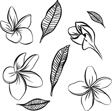 Collection set of plumeria flower and leaves drawing illustration. for pattern, logo, template, banner, posters, invitation and greeting card design