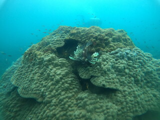 RATOO GINI MAHA ,GREAT RED FIRE, ICHTHYOLOGY ,FISH underwaer photo