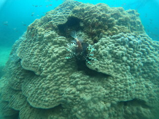RATOO GINI MAHA ,GREAT RED FIRE, ICHTHYOLOGY ,FISH