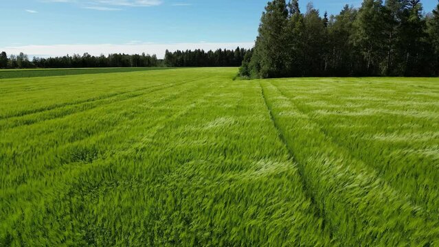 Drone flight over green wheat field in the summer