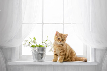 Cute kitten on the windowsill. Purebred tabby cat looks out the window on a sunny day. Banner with a place for writing, a blank for an advertising layout. - 630196306