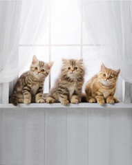 Cute kittens on the windowsill. Group of purebred tabby cats look out the window on a sunny day. Banner with a place for writing, a blank for an advertising layout. - 630196310