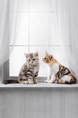 Cute kittens on the windowsill. Group of purebred tabby cats look out the window on a sunny day. Banner with a place for writing, a blank for an advertising layout.