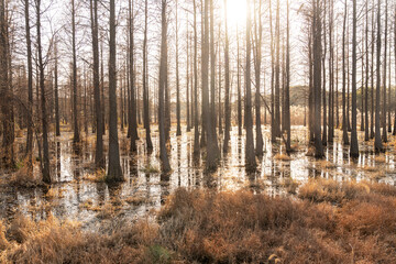 Dead trees reflected in swamp water