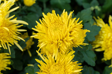 A bouquet of chrysanthemums. Multi-colored bouquet of flowers.