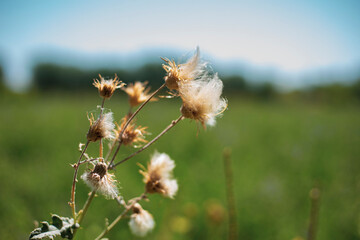 a small dry cotton plants in a green field