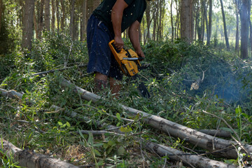 people cutting the tree in a forest