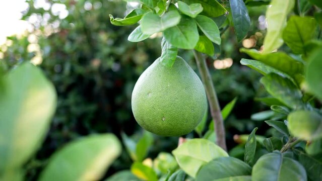 Green pomelo fruit growing on a tree in Cyprus, close up