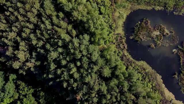 Flying over a forest and swamp - vast lush green pine and spruce tree tops with river. Ecological rainforests morning sun beautiful shot. Aerial top down drone view.