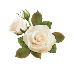 Floral arrangement with cream rose flowers isolated on white or transparent background