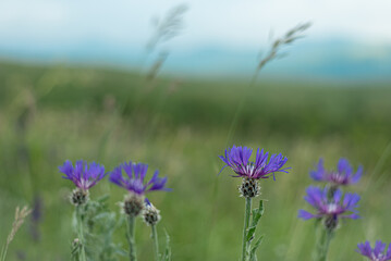 landscape of summer field from blue cornflower and blue sky