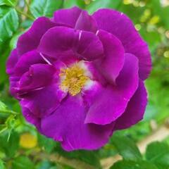 Rose "Rhapsody in blue"