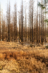 Dead trees reflected in swamp water