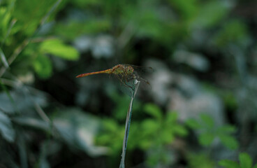 a dragon fly in a green land