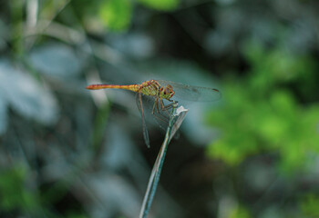 a dragonfly sitting in a small stick and holding the stick