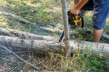 a front view of a man cutting the  tree