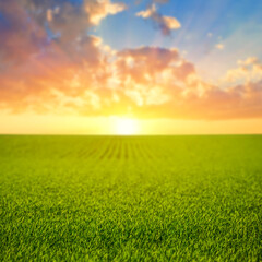green rural field at the sunset, summer agricultural scene