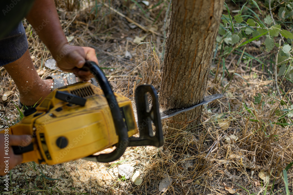 Wall mural a chain saw cutting a small tree in base