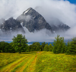 green fir forest in misty mountain valley