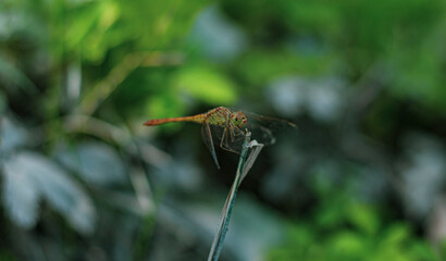a colourful  dragonfly  in a small stick