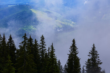 green fir forest in misty mountain valley