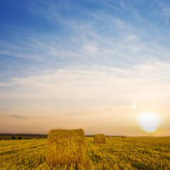summer wheat field with haystack at the sunset, summer agricultural industry scene