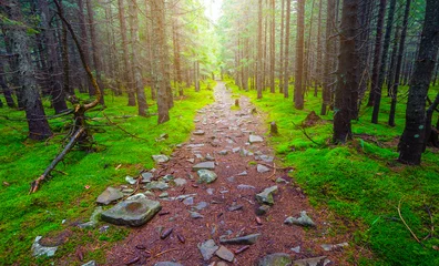 Selbstklebende Fototapete Grün small ground road through the wet green fir forest, natural travel scene