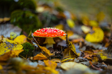 closeup red flyagaric mushroom in forest, autumn natural background