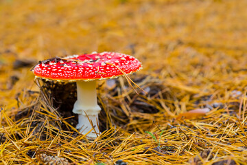 closeup red flyagaric mushroom in forest, autumn natural background