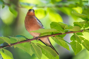 Common chaffinch, Fringilla coelebs, sits on a branch in spring on green background. Common chaffinch in wildlife.