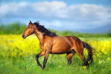 Horse run in yellow flowers