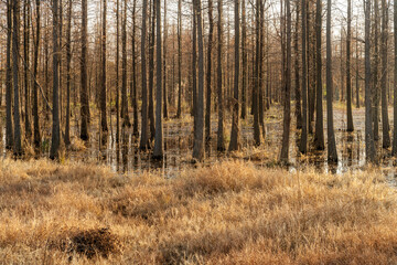 Fototapeta premium Dead trees reflected in swamp water