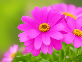 Fototapeta premium pink cosmos flower, in the botanical garden 