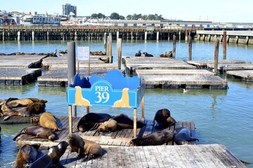 Pier39 San Francisco, California, USA - April 28, 2023. Sea lions laying on floating raft at Pier 39 sightseeing area.