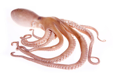 Octopus on a white background