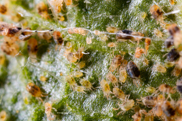Tetranychus urticae ( red spider mite or two-spotted spider mite) is a species of plant-feeding...