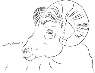 Line drawing of a big horn sheep. 