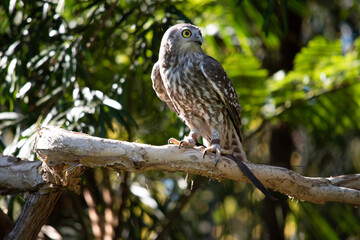 The barking owl has bright yellow eyes and no facial-disc. Upperparts are brown or greyish-brown, and the white breast is vertically streaked with brown.