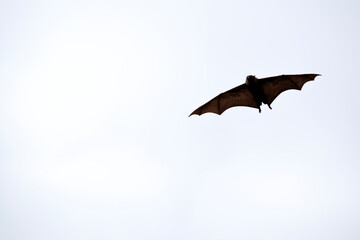Bats are the only mammals that can fly. Instead of arms or hands, they have wings. The wings have a bone structure similar to the human hand