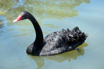 the black swan is swimming in the lake