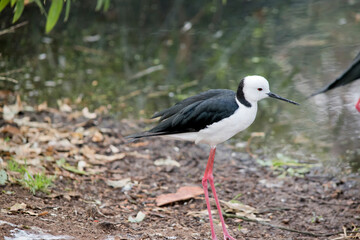 this is a side view of a black winged stilt